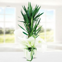 yucca-dracena-2-koklu.jpg