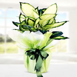 dieffenbachia-camilla.jpg