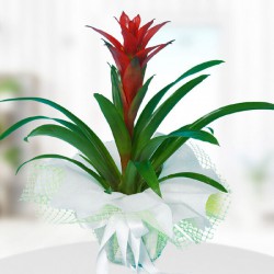 kirmizi-guzmania.jpg